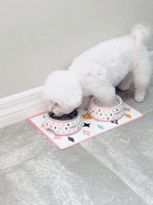 a small white dog is eating out of a bowl that says " chewy " on it