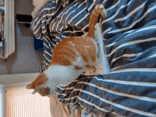 a cat laying on a bed next to a book that says ' a brief history ' on it