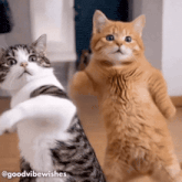 two cats are standing on their hind legs and looking at the camera
