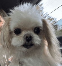 a close up of a small white dog with brown ears looking at the camera