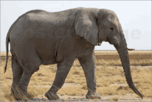 a large elephant with a long trunk is walking in a field