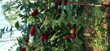 a tree with red berries and green leaves has a sticker that says ' 88 ' on it