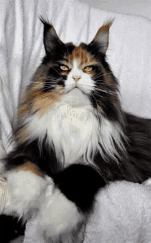 a calico cat is laying on a white blanket on a couch and looking at the camera .