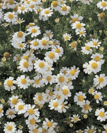 a bunch of daisies with yellow centers are growing in the grass