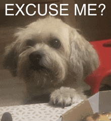 a picture of a dog with the words " excuse me " written above it