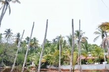 a row of palm trees in front of a white building