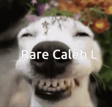 a close up of a dog 's face with the words rare caleb l on the bottom