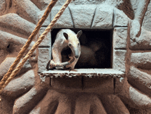 a small animal looking out of a hole in a wall