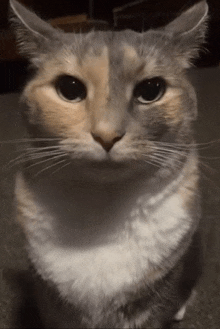 a close up of a cat looking at the camera with a serious look on its face