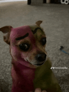 a chihuahua with pink and green paint on its face is sitting on the floor .