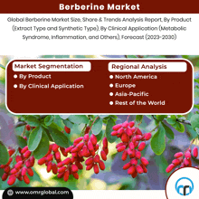 a poster for the berberine market shows the market segmentation by product and by clinical application