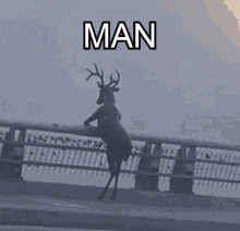 a deer standing on a bridge with the word man above it .