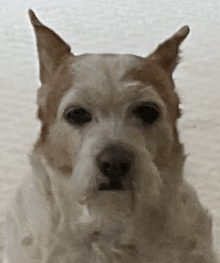 a close up of a dog 's face with a blurred background