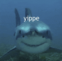 a smiling shark with the word yippe on it