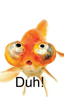 a close up of a fish with the word duh written below it