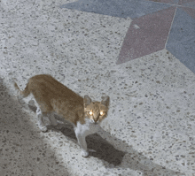 a cat is standing on a tiled floor and looking at the camera