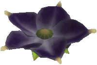 a purple flower with a green center is laying on a white surface