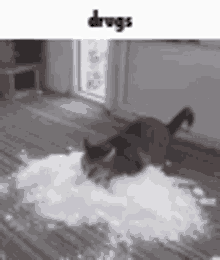 a cat is laying on the floor in a pile of flour .