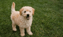 a small puppy is standing in the grass and smiling