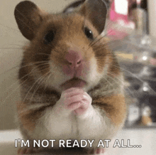 a brown and white hamster says i 'm not ready at all ..