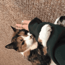 a calico cat laying on a person 's lap with a ring on their finger