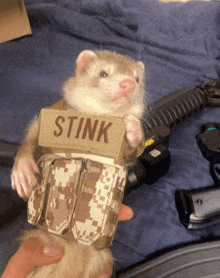 a ferret is wearing a stink patch on its chest