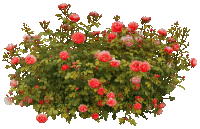 a bush with lots of red roses and green leaves on a white background with watermarks