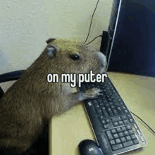 On My Puter Capybara Meme