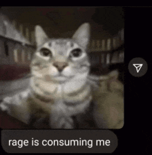 a screenshot of a cat with the words rage is consuming me