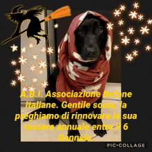 a black dog wearing a scarf and a witch on a broom behind it