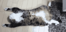 a cat laying on its back on the floor