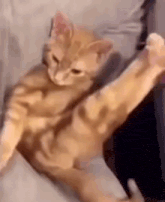 a cat is laying on a couch with its legs crossed and looking at the camera .