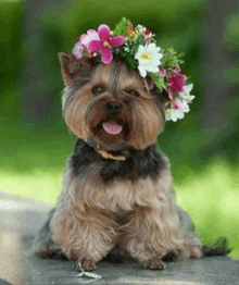 a small dog wearing a flower crown is sitting on a ledge .