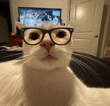 a cat wearing glasses looks at the camera