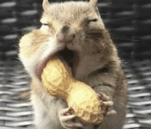 a squirrel is holding a peanut in its mouth