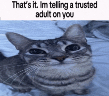 a cat laying on a bed with a caption that says " that 's it im telling a trusted adult on you "