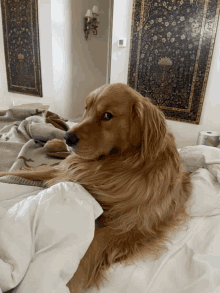 a dog laying on a bed with a blanket