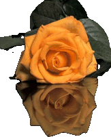 a close up of an orange rose with a black leaf behind it