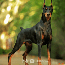 a black and brown dog is standing in front of a neoldu.com website