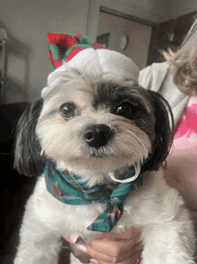 a small dog wearing a santa hat and scarf looks at the camera