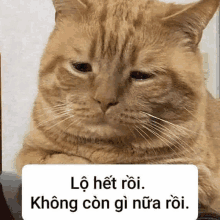 a cat with a sad look on its face is sitting on a table with a caption in a foreign language .