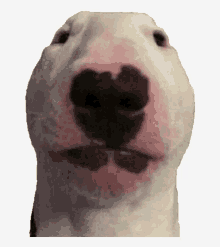 a close up of a bull terrier 's face with a white background