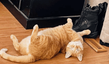 a cat laying on its back with a pair of black boots in the background