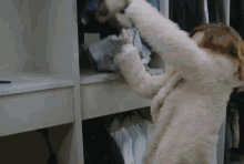 a woman in a fur coat is reaching into a closet for a shirt .