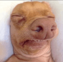 a close up of a dog making a funny face with its eyes closed