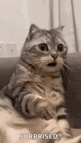 a cat is sitting on a couch with its mouth open .