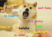 a dog with its mouth open is surrounded by words such as wow very genius and many lol