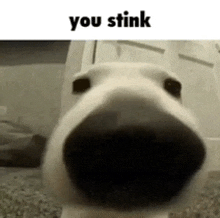 a close up of a dog 's nose with the words you stink below it