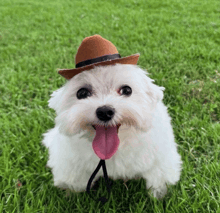 a small white dog wearing a cowboy hat with its tongue out