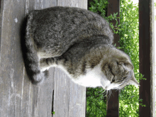 a cat is sitting on a wooden bench with a bush in the background